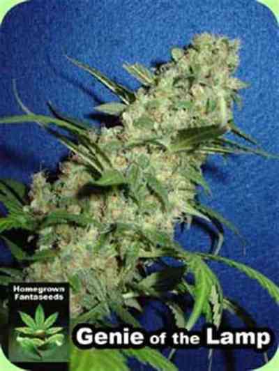 Genie Of The Lamp graines > Homegrown Fantaseeds | Graines Normal  |  Hybride